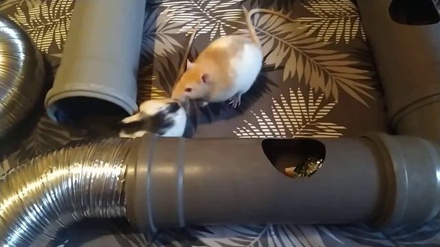 крысяки пупсяки играют смотреть онлайн