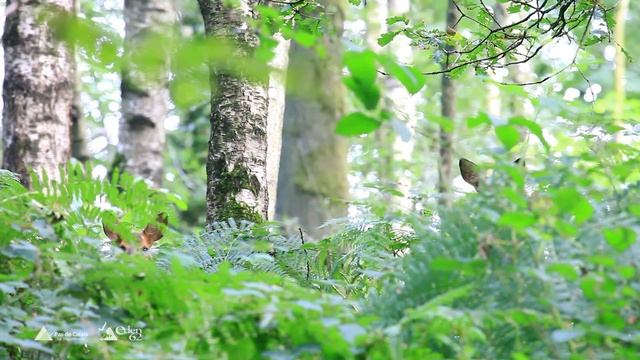Bois et Forêts du Pas-de-Calais смотреть онлайн