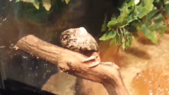 Clypeatus Qui Grimpe !