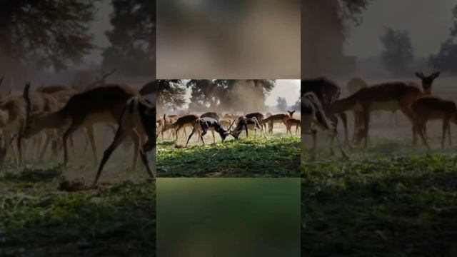 Photo of an insanely beautiful gazelle in the wild #beautiful #photo #the #gazelle смотреть онлайн