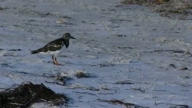 Curious bird at beach side смотреть онлайн