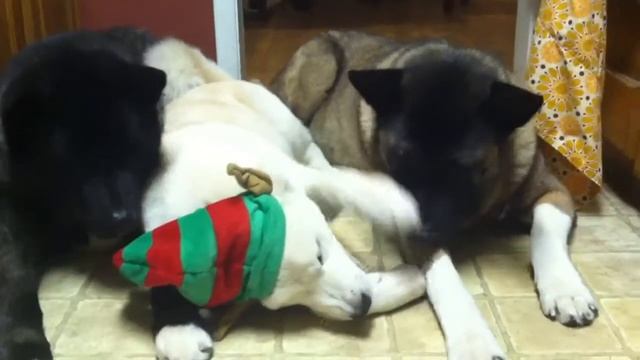 Akita kisses смотреть онлайн