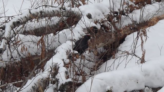 Желна за усердной работой 1 смотреть онлайн