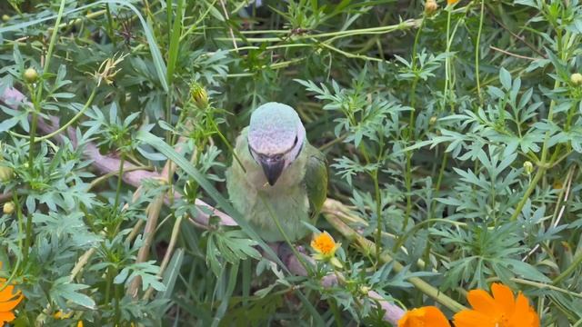 Beautiful Parrot Lifestyle #parrot #parrotsounds #parrottalking #greenparrotsound #birds