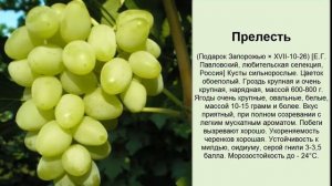 Ранние сорта винограда