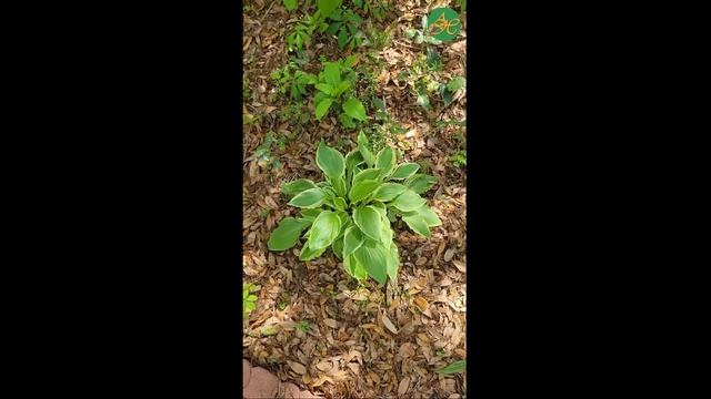 A Moment Hosta смотреть онлайн