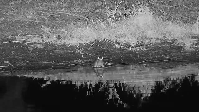 Djuma: Eastern Olive Toad in the pan? - 20:45 - 11/01/21 смотреть онлайн