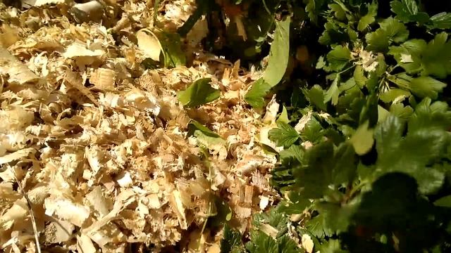 №6. Агрус Машека 2. Крыжовник Машека 2.