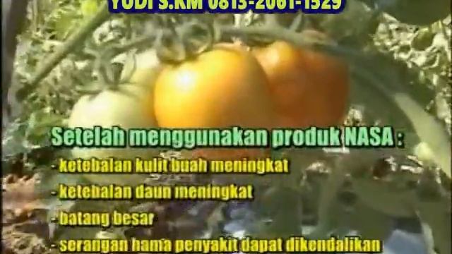 Pupuk Paling "THE BEST" Untuk Budidaya Tomat смотреть онлайн