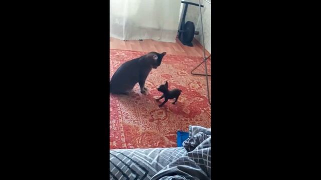 Смешные животные! Новинка Лето 2021! Угар!