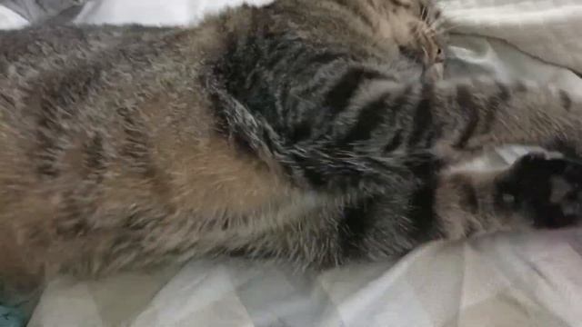 Игрушка для кота.Так уж и быть, поиграю) 🐱#cat#игрушки#catvideos#котики смотреть онлайн