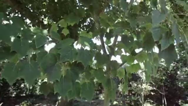 Acer tegmentosum White tigress смотреть онлайн