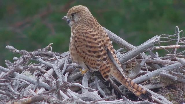 Falco tinnunculus~Kestrel~Turmfalke~Пустельга~2022-08-11~Osprey Nest~Finland смотреть онлайн