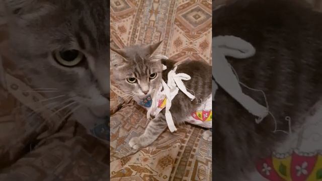 Стерилизовала бездомную кошку.Мини приют.