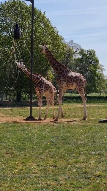Giraffes | Tallest Creatures in The World! | Graceful & Stunning #Shorts смотреть онлайн