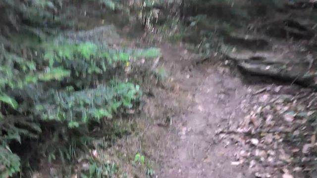 Збираємо чорницю у Карпатах в с Татарів смотреть онлайн