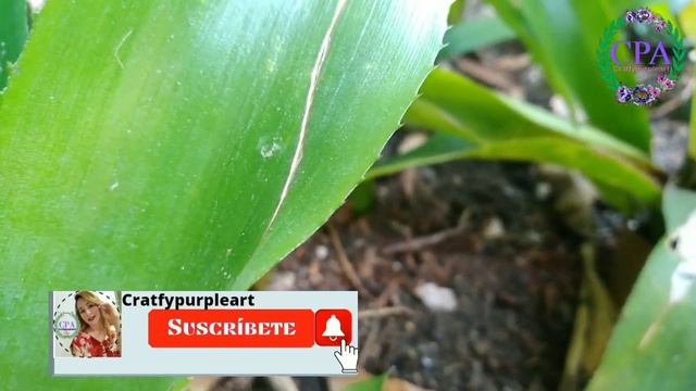 Cuidados de las Bromelias смотреть онлайн