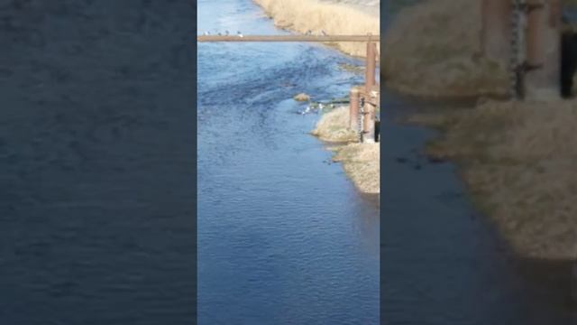 Голуби дикие водопой. Весеннее настроение у природы. смотреть онлайн