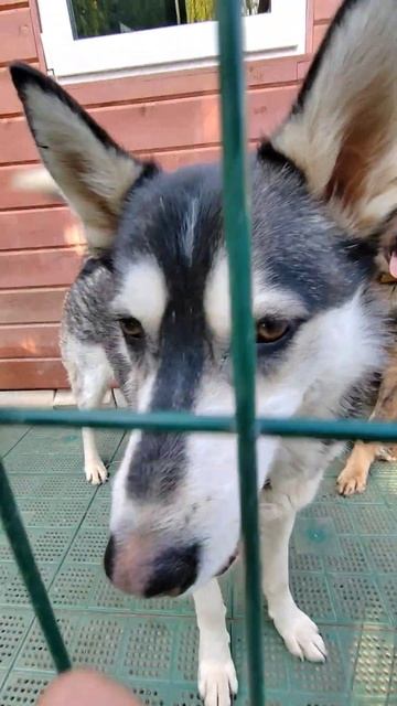 ЯПОНСКАЯ ХАСКИ