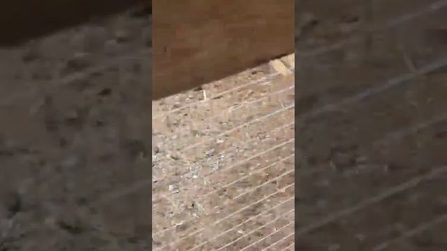 Цыплята привезённые яйцом из Бразилии смотреть онлайн