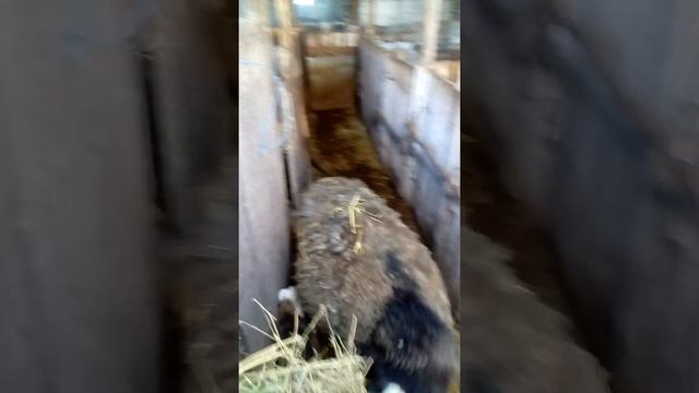 Мои баранчики и поросенок дюрок смотреть онлайн