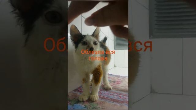 Аврал!!! За месяц принято 47 хвостиков смотреть онлайн