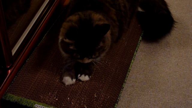 Глафира и Когтедралка.RU смотреть онлайн