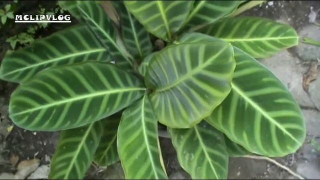 Tanaman Calathea dan ciri visualnya, смотреть онлайн