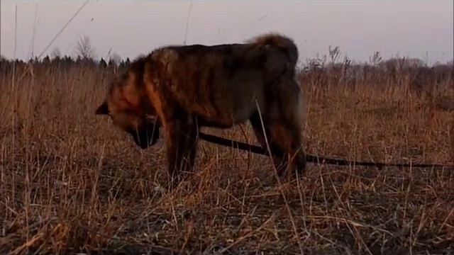 Видео обработ Акита Империя Власти 6 мес смотреть онлайн
