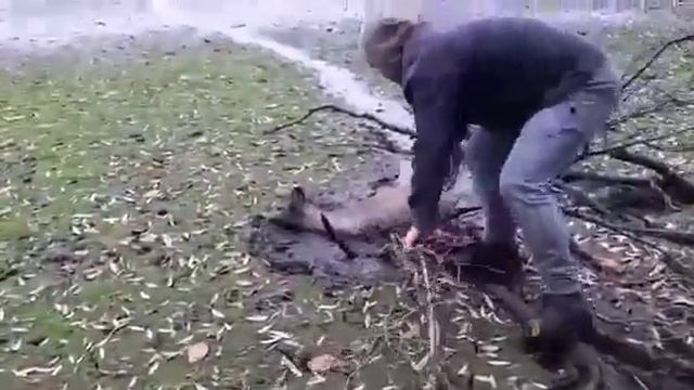 Спасение косули смотреть онлайн