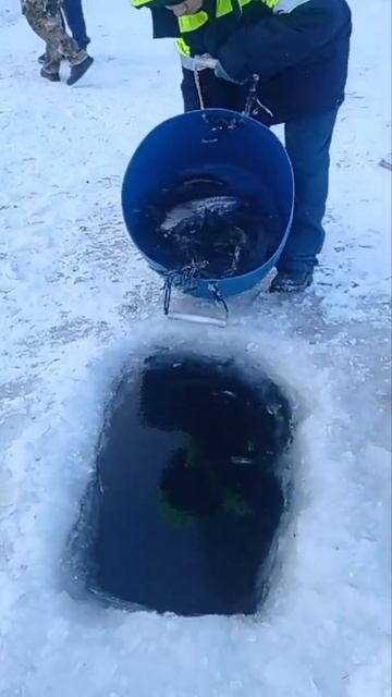 запуск форели смотреть онлайн