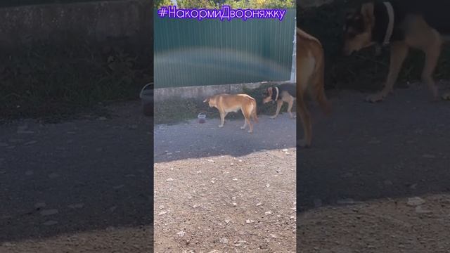 #НакормиДворняжку🙏 Feed the mutt смотреть онлайн