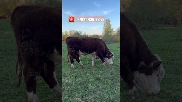 Герефорды ПРОДАЖА на племя! #герефорд #продажа #заказ #ферма #производитель #бык #хозяйство #пород смотреть онлайн