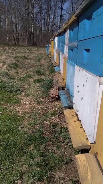 Взяток с клёна. смотреть онлайн