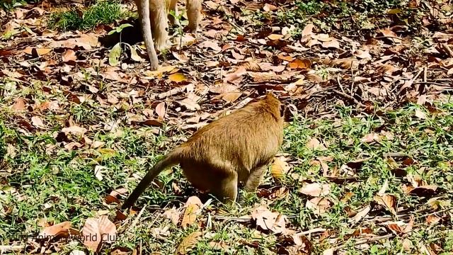 OMG! APRIL MONKEY GOT A BIG DANGEROUS BY MAC KING MONKEY ATTACK AND BITE SERIOUSLY OH SO HURT CRY. смотреть онлайн