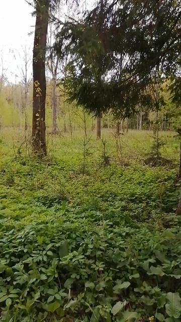 Лось В ЛЕСУ смотреть онлайн