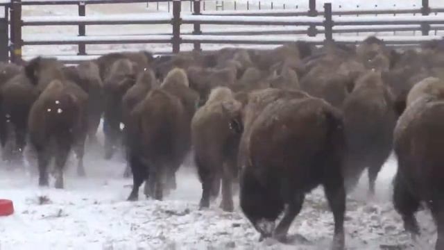 Lots14 and 21 777 Bison Ranch Bull and Heifer Calves смотреть онлайн