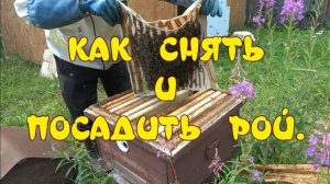 КАК СНЯТЬ И ПОСАДИТЬ РОЙ В УЛЕЙ.  ТРИ РОЯ В РАЗ