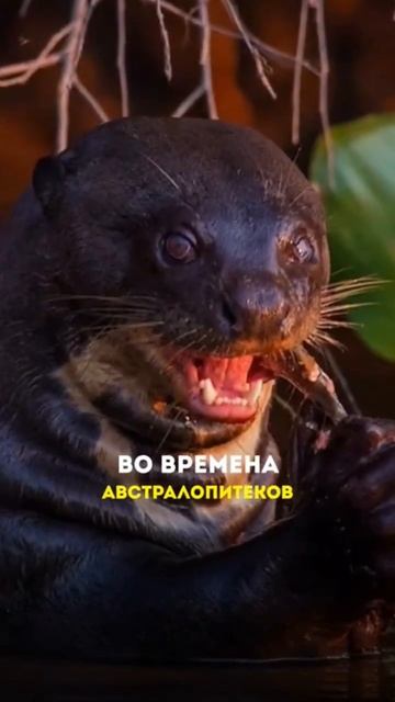 Вы этого точно не знали смотреть онлайн