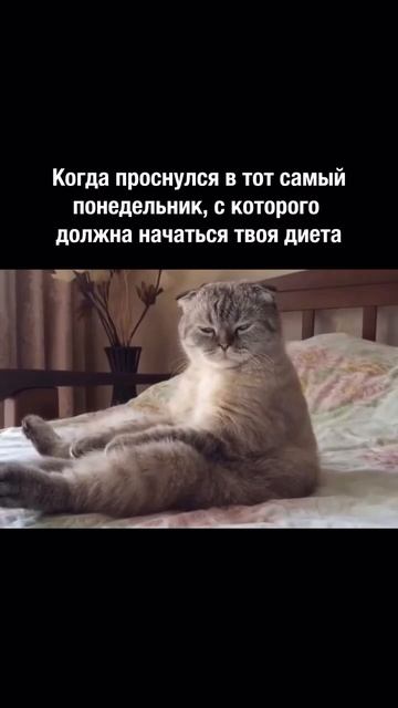 С мен хватит этих диет!