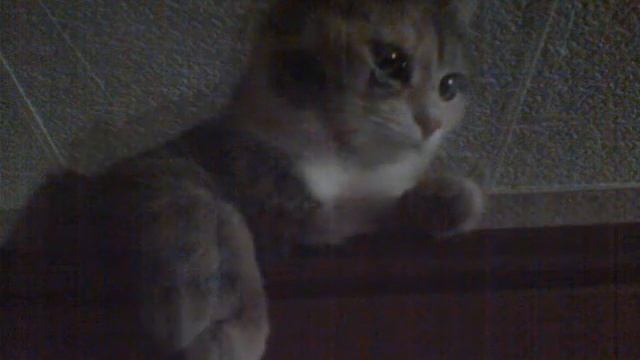 "Несколько дней из жизни моей кошки..."( фотоархив) смотреть онлайн