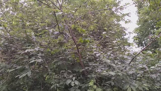 Рижский соловей.(Только пение). смотреть онлайн