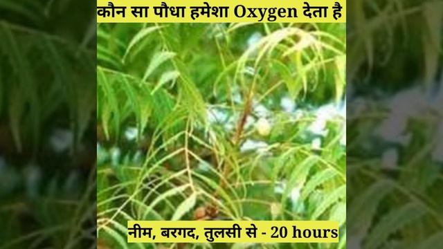रात में ऑक्सीजन देने वाले पौधे ? plants that give oxygen at night #factvideo#short смотреть онлайн