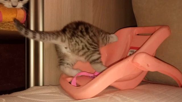 маленький леопард 😻😻😻🤗🤗🤗 смотреть онлайн