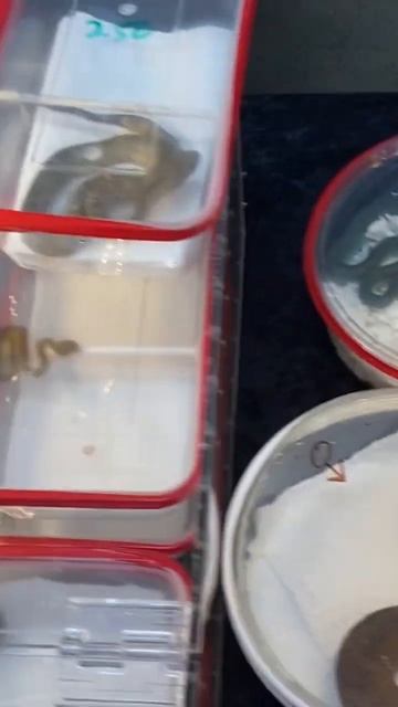 Super cool venomous snakes at the East Coast Reptile Super Expo. #snakes #danger смотреть онлайн