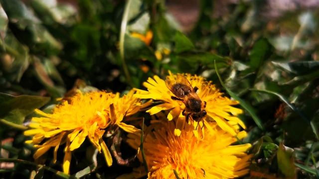 Flower Background Video Effects HD : Bee Dandelion Nature Spring 4K Video смотреть онлайн