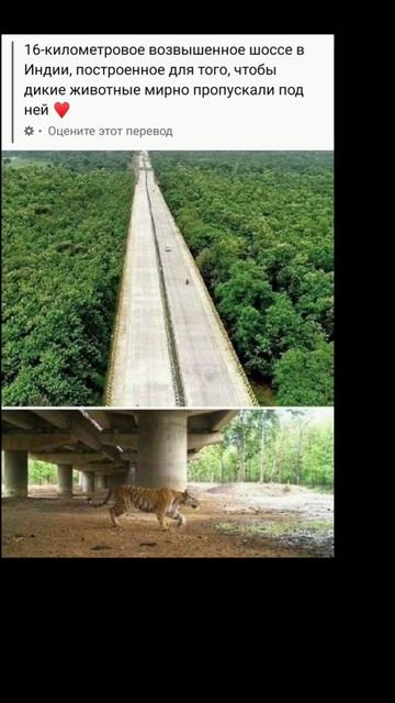 16-километровое шоссе в Индии, для того, чтобы дикие животные мирно пропускали под ней ♥ как идея смотреть онлайн