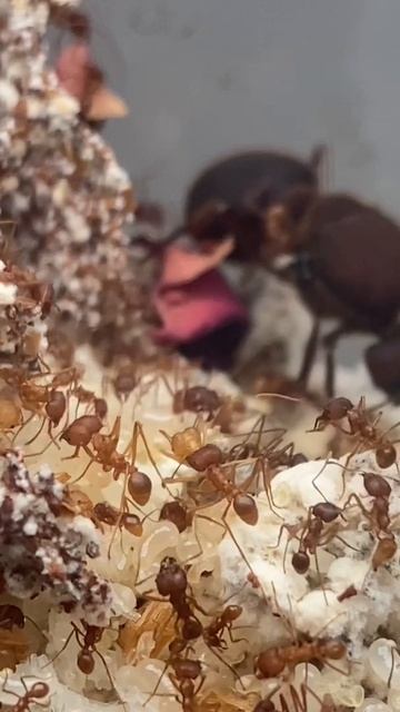 Leaf Cutter Ant Update смотреть онлайн