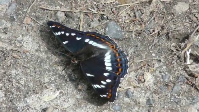 Motyl pokłonnik osinowiec смотреть онлайн