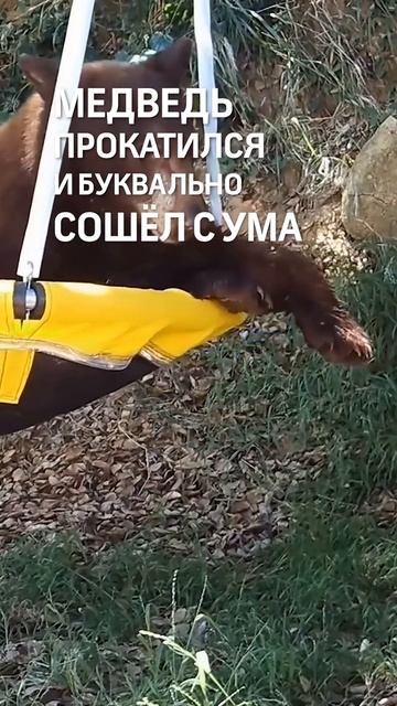 Медведь влюбился в качели - теперь это его детская площадка смотреть онлайн
